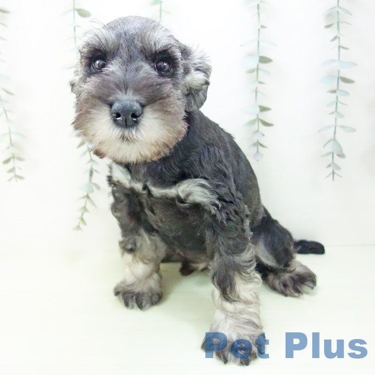 ミニチュア・シュナウザーの写真2