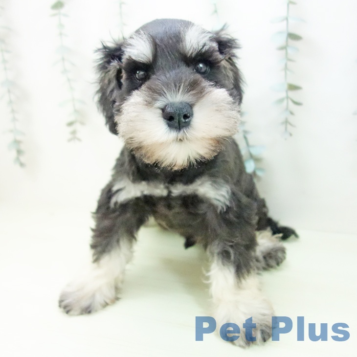 ミニチュア・シュナウザーの写真2