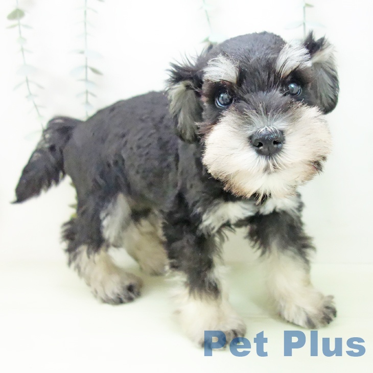 ミニチュア・シュナウザーの写真2