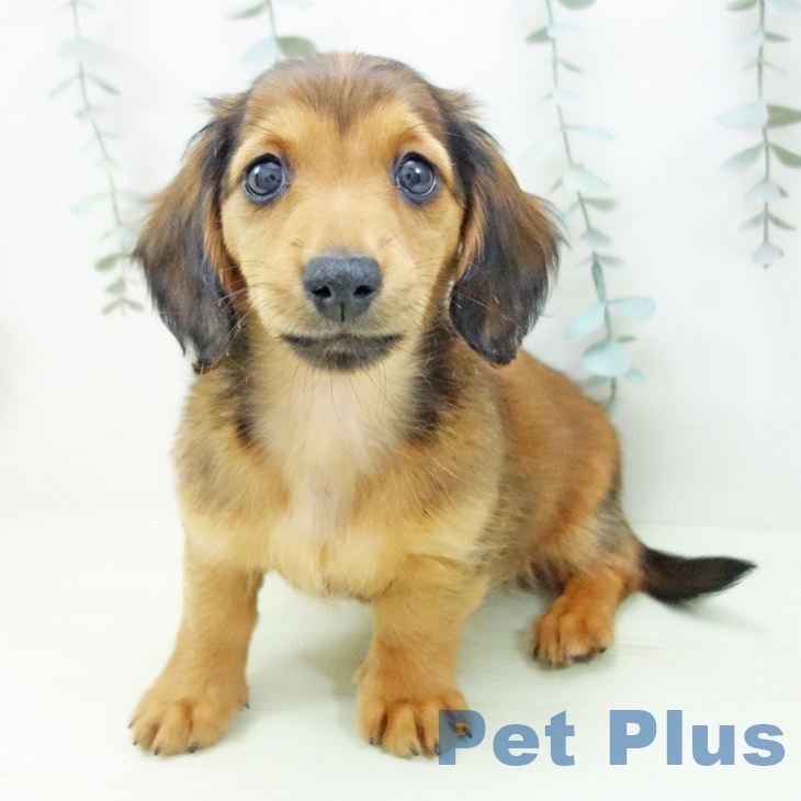 ミニチュア・ダックスフンド