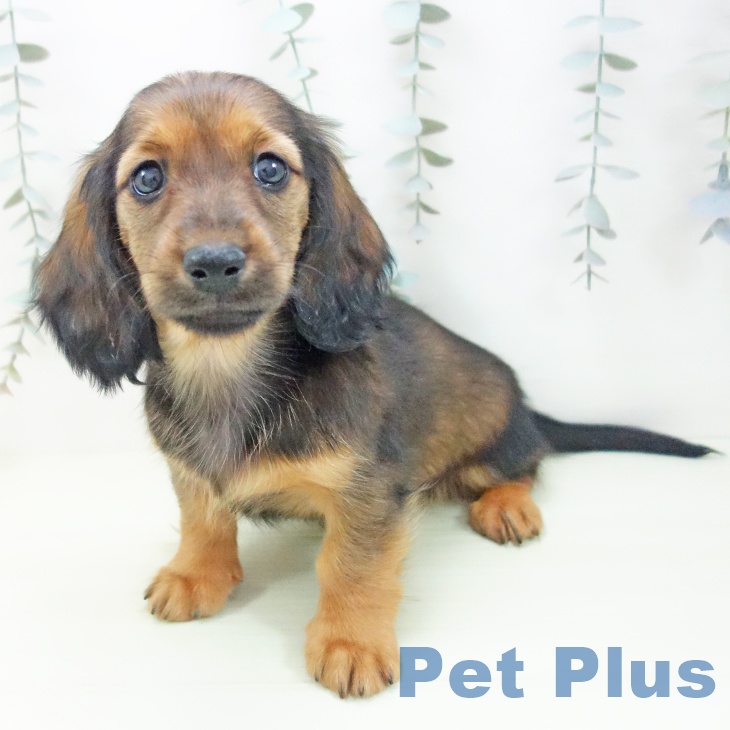 愛知県のミニチュアダックスフンド(ロング) (ペッツワン 東海店/2026年1月13日生まれ/女の子/レッド)の子犬の1枚目の画像