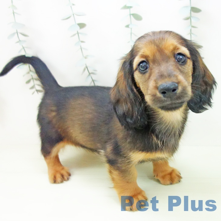 愛知県のミニチュアダックスフンド(ロング) (ペッツワン 東海店/2026年1月13日生まれ/女の子/レッド)の子犬の2枚目の画像