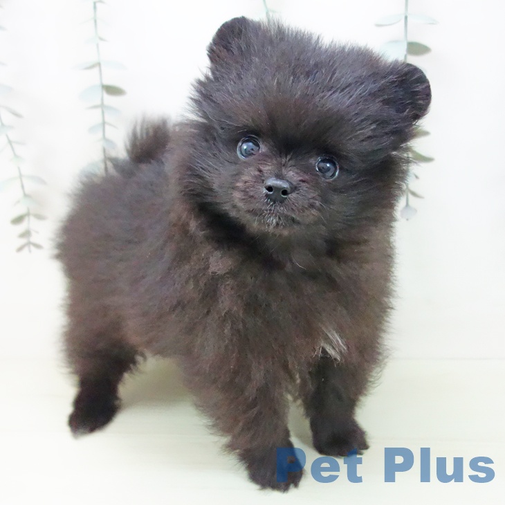 愛知県のポメラニアン (ペッツワン 東海店/2026年1月5日生まれ/男の子/ブラック)の子犬の1枚目の画像