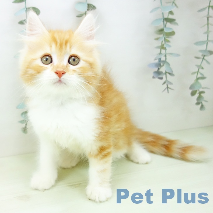 サイベリアンの写真2