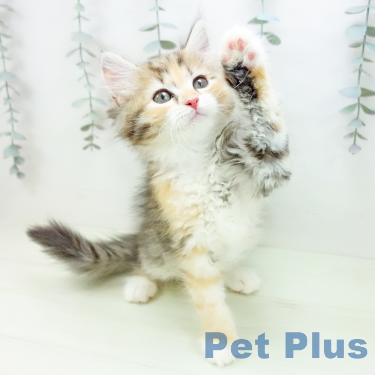 サイベリアンの写真2