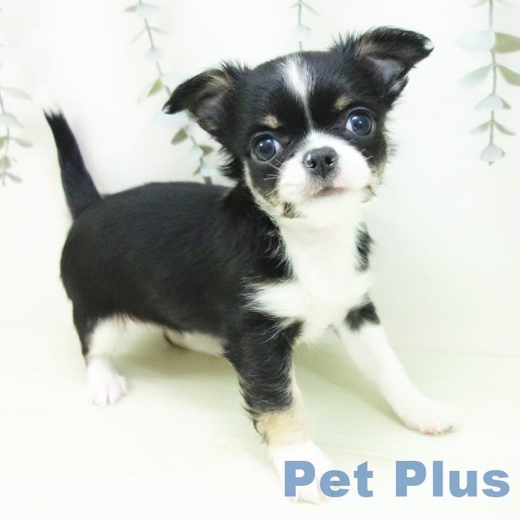 愛知県のチワワ(ロング) (ペットプラス 熱田店/2026年1月15日生まれ/女の子/ブラックタンホワイト)の子犬の1枚目の画像