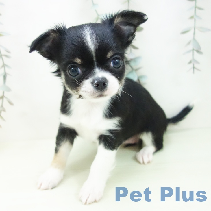 愛知県のチワワ(ロング) (ペットプラス 熱田店/2026年1月15日生まれ/女の子/ブラックタンホワイト)の子犬の2枚目の画像