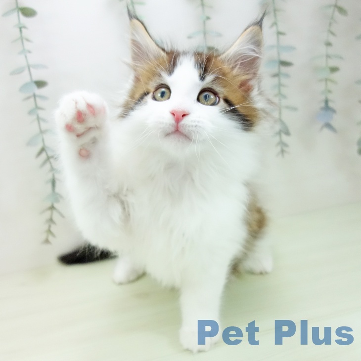 メインクーンの写真2