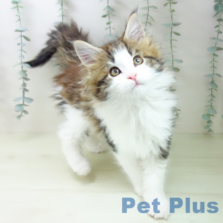 岐阜県のメインクーン (ペットプラス 各務原店/2026年1月14日生まれ/女の子/ブラウンクラシックタビーホワイト)の子猫の1枚目の画像