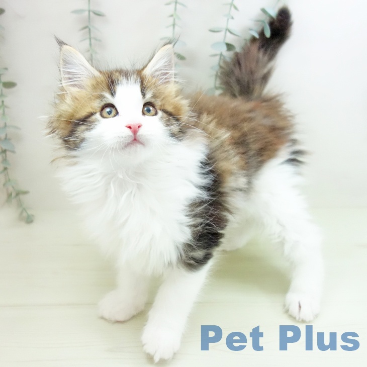 岐阜県のメインクーン (ペットプラス 各務原店/2026年1月14日生まれ/女の子/ブラウンクラシックタビーホワイト)の子猫の2枚目の画像