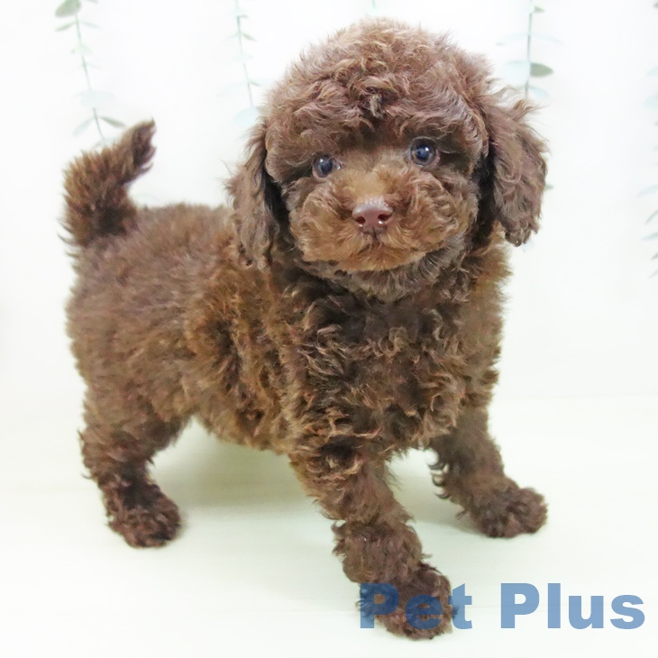 トイ・プードル