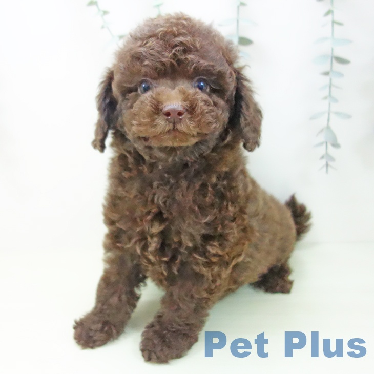 トイ・プードルの写真2