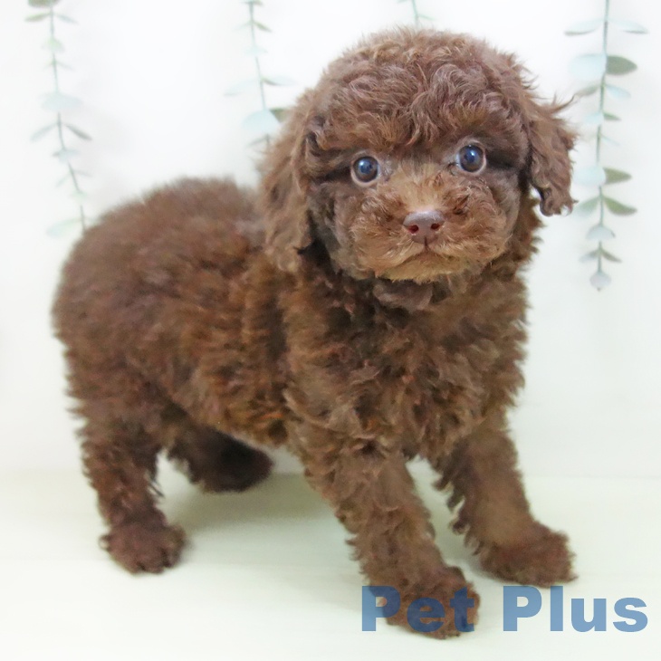 トイ・プードル