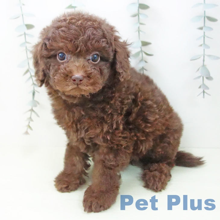 トイ・プードルの写真2