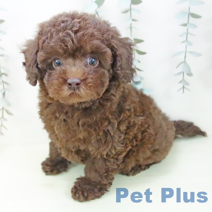 トイ・プードル