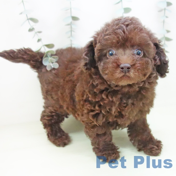 トイ・プードルの写真2