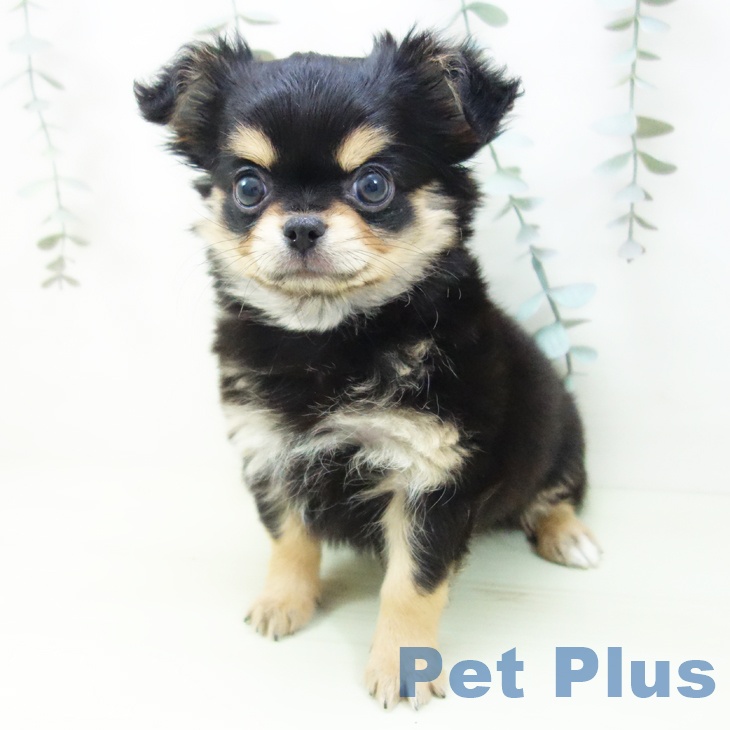 愛知県のチワワ(ロング) (ペッツワン 東海店/2026年1月15日生まれ/男の子/ブラックタン)の子犬の2枚目の画像