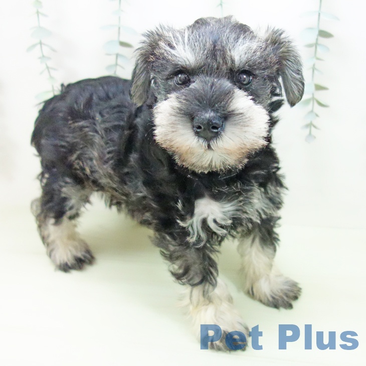 愛知県のミニチュアシュナウザー (ペットプラス みなと店/2026年1月13日生まれ/女の子/ソルトペッパー)の子犬の1枚目の画像