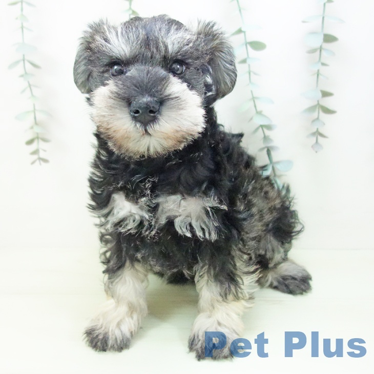 愛知県のミニチュアシュナウザー (ペットプラス みなと店/2026年1月13日生まれ/女の子/ソルトペッパー)の子犬の2枚目の画像