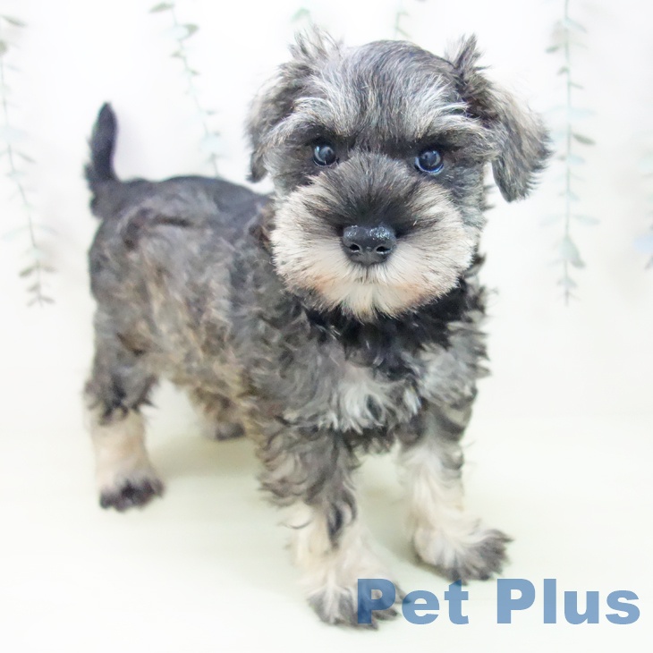 ミニチュア・シュナウザー