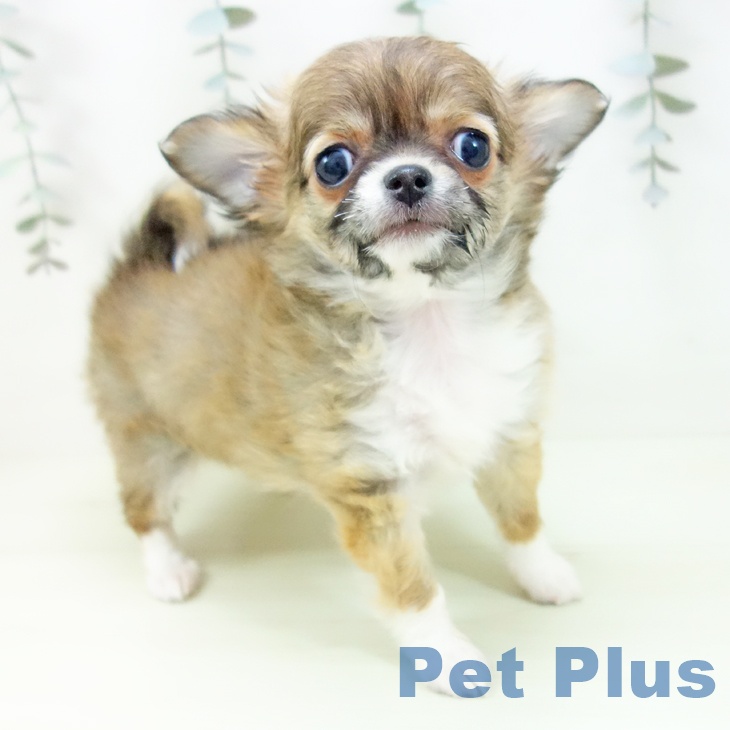 愛知県のチワワ(ロング) (ペッツワン 東海店/2026年1月15日生まれ/女の子/フォーンホワイト)の子犬の1枚目の画像