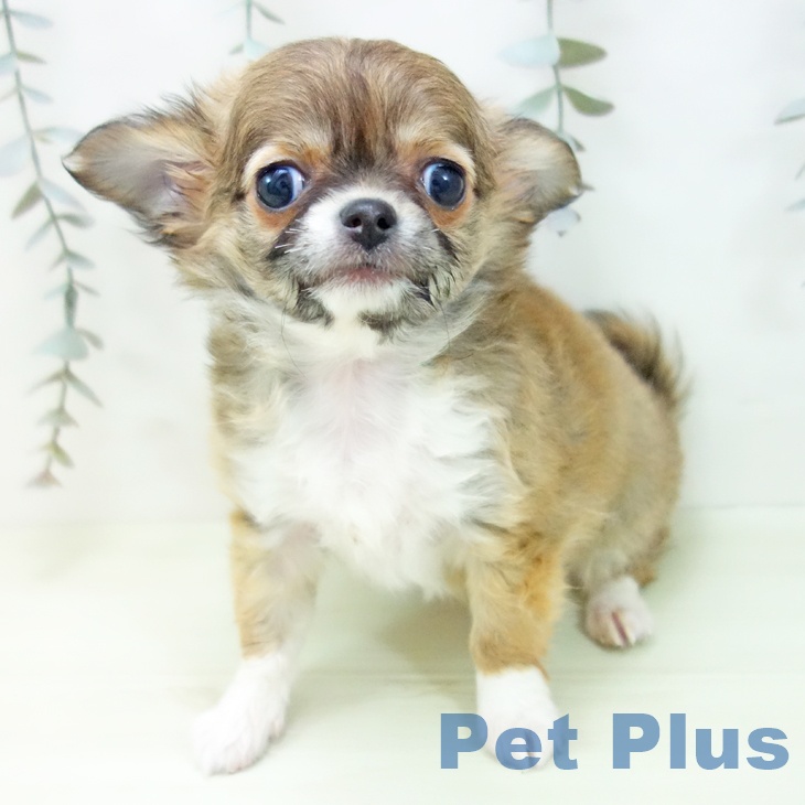 愛知県のチワワ(ロング) (ペッツワン 東海店/2026年1月15日生まれ/女の子/フォーンホワイト)の子犬の2枚目の画像