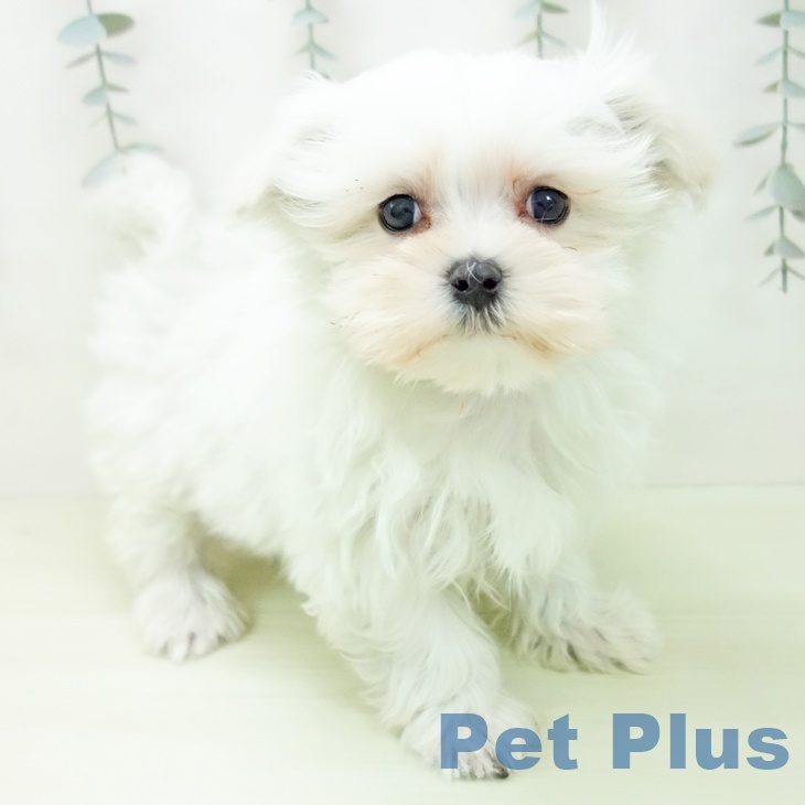愛知県のマルチーズ (ペットプラス mozoワンダーシティ店/2026年1月5日生まれ/女の子/ホワイト)の子犬の1枚目の画像