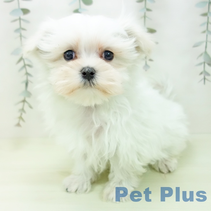 愛知県のマルチーズ (ペットプラス mozoワンダーシティ店/2026年1月5日生まれ/女の子/ホワイト)の子犬の2枚目の画像