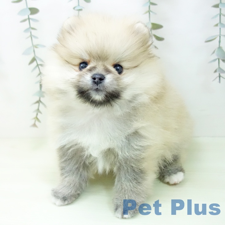 ポメラニアンの写真2
