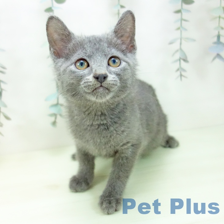 愛知県のロシアンブルー (ペットプラス イオンモール豊川店/2026年1月5日生まれ/男の子/ブルー)の子猫の1枚目の画像