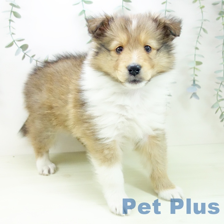 シェットランド・シープドッグ