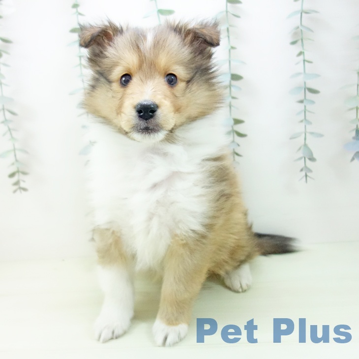 シェットランド・シープドッグの写真2