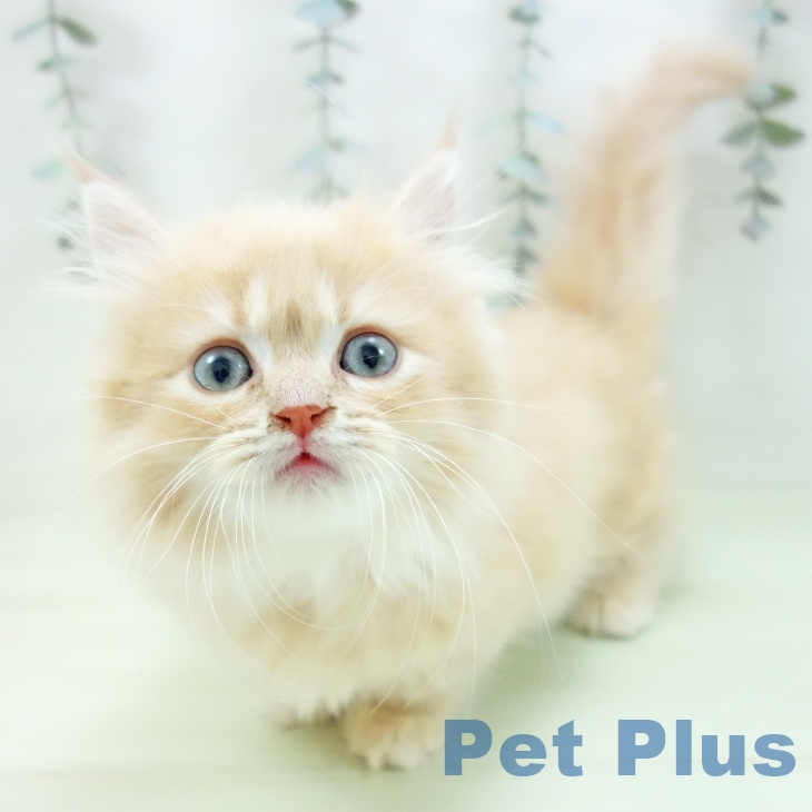 愛知県のミヌエット (ペッツワン 東海店/2026年1月13日生まれ/女の子/クリームタビー)の子猫の1枚目の画像