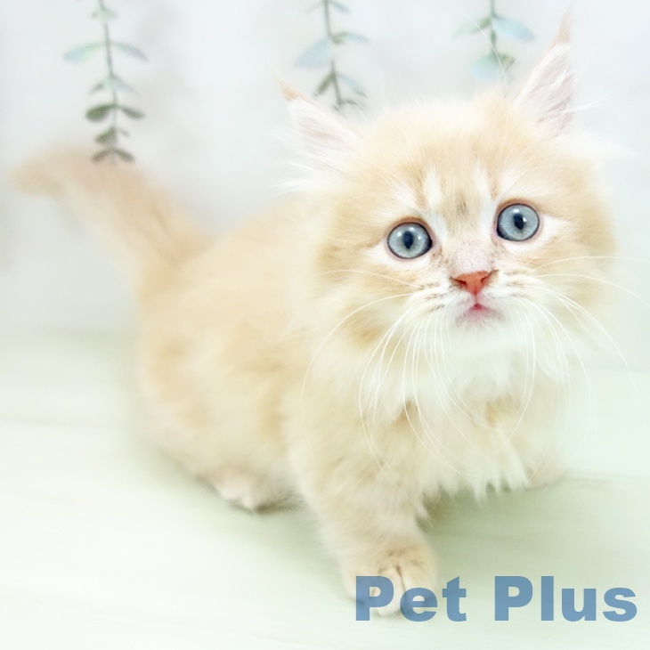 愛知県のミヌエット (ペッツワン 東海店/2026年1月13日生まれ/女の子/クリームタビー)の子猫の2枚目の画像