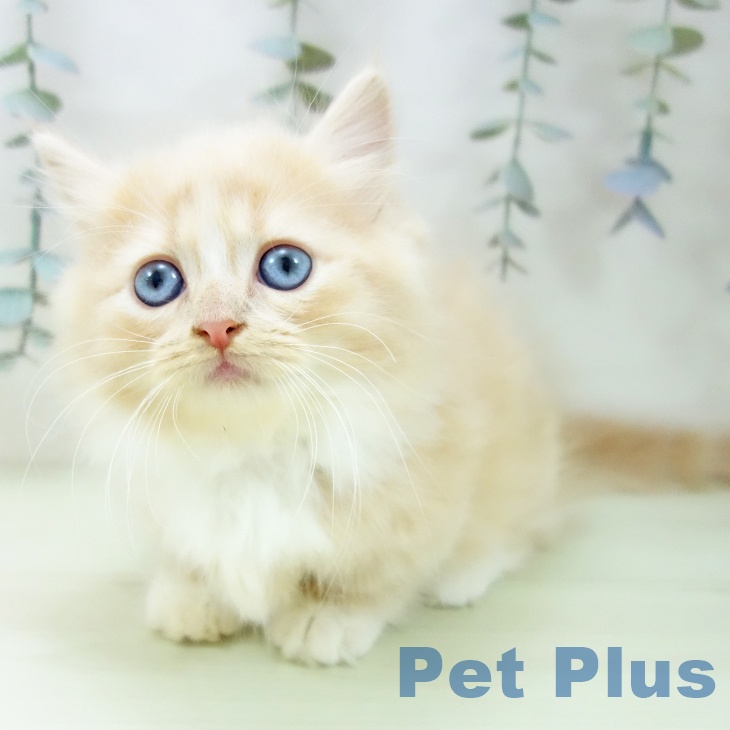 岐阜県のミヌエット (ペットプラス 各務原店/2026年1月13日生まれ/男の子/クリームタビーホワイト)の子猫の1枚目の画像