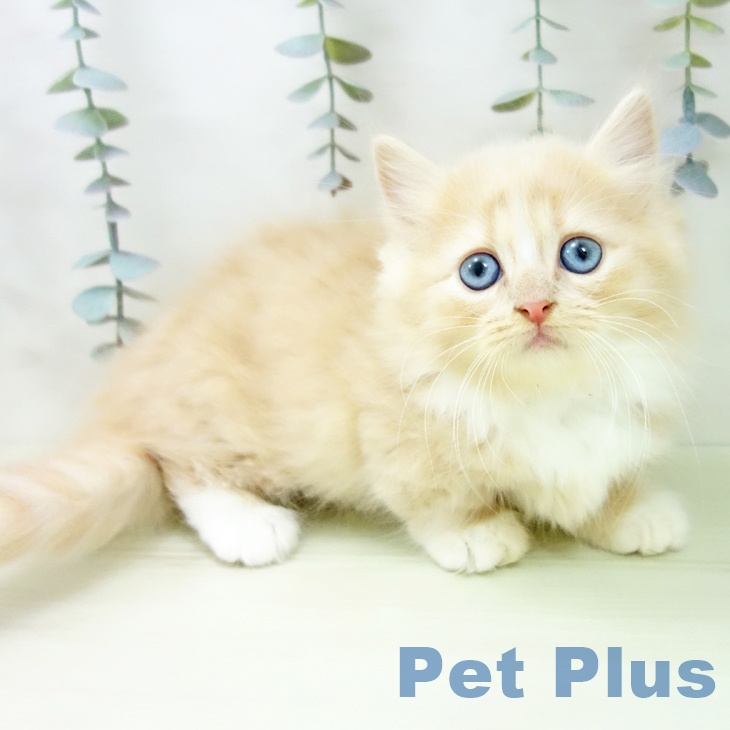 岐阜県のミヌエット (ペットプラス 各務原店/2026年1月13日生まれ/男の子/クリームタビーホワイト)の子猫の2枚目の画像