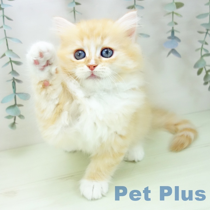 大阪府のラガマフィン (ペットプラス イオン大日店/2026年1月12日生まれ/女の子/レッドタビーホワイト)の子猫の1枚目の画像