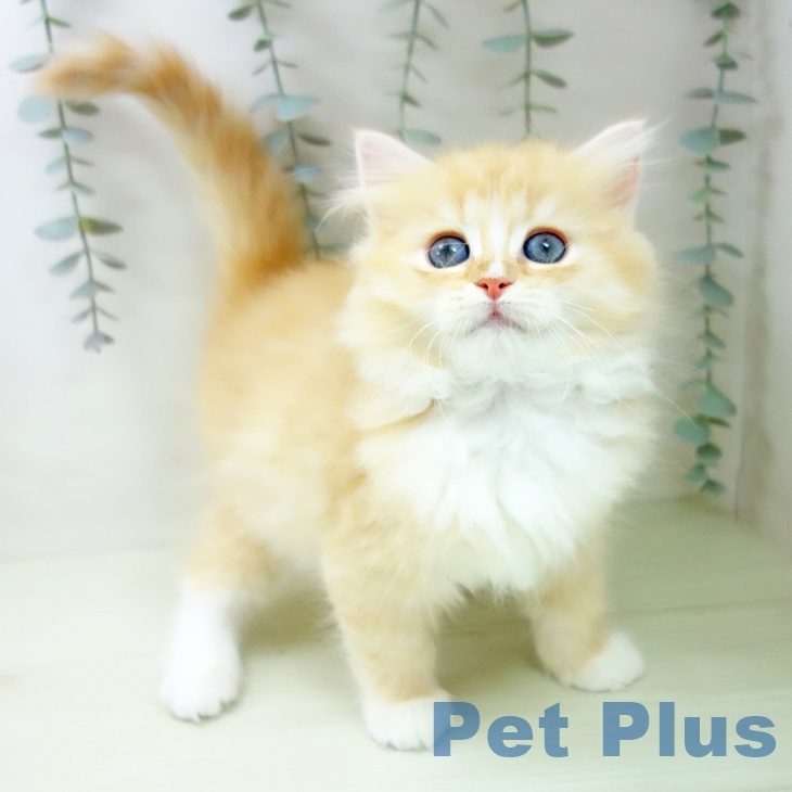 大阪府のラガマフィン (ペットプラス イオン大日店/2026年1月12日生まれ/女の子/レッドタビーホワイト)の子猫の2枚目の画像