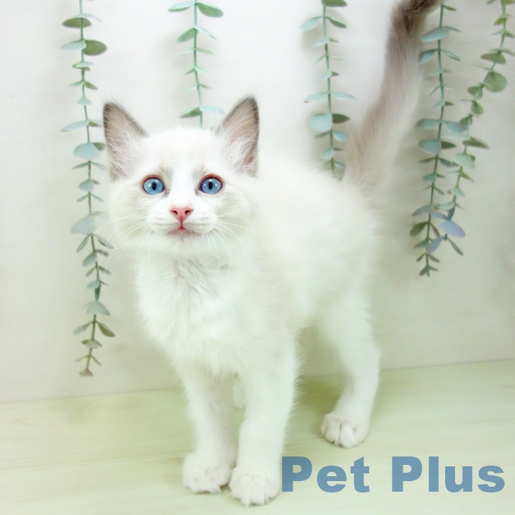 大阪府のラグドール (ペットプラス ららぽーと和泉店/2026年1月9日生まれ/男の子/ブルーポイントバイカラー)の子猫の1枚目の画像