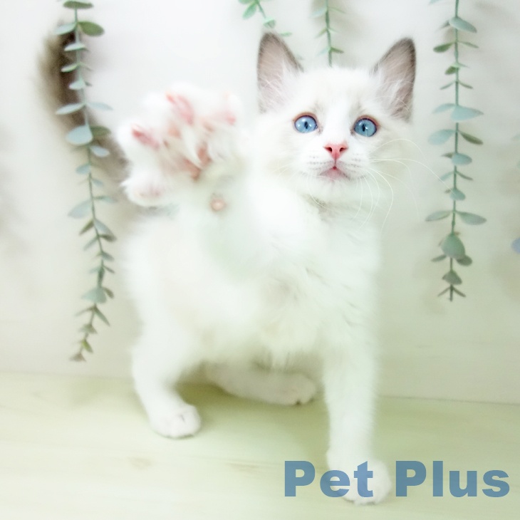 大阪府のラグドール (ペットプラス ららぽーと和泉店/2026年1月9日生まれ/男の子/ブルーポイントバイカラー)の子猫の2枚目の画像