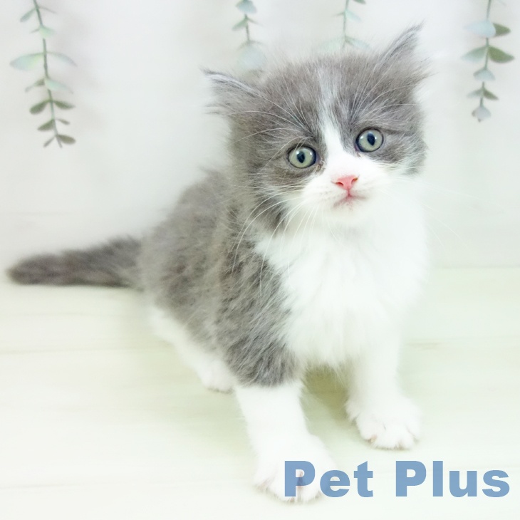 サイベリアンの写真2