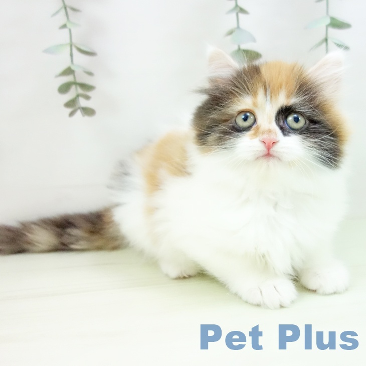 サイベリアンの写真2