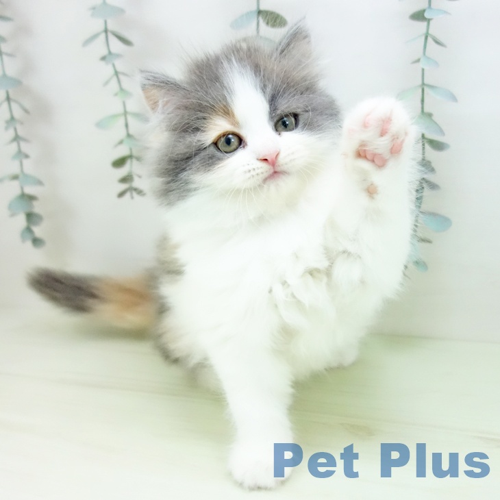 サイベリアンの写真2