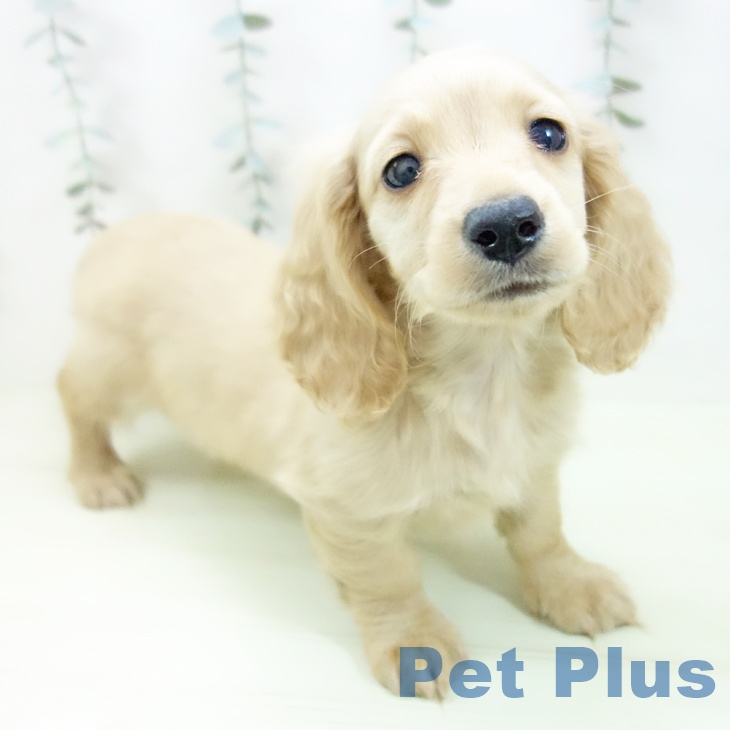 愛知県のミニチュアダックスフンド(ロング) (ペッツワン 東海店/2026年1月12日生まれ/女の子/イエロー)の子犬の1枚目の画像