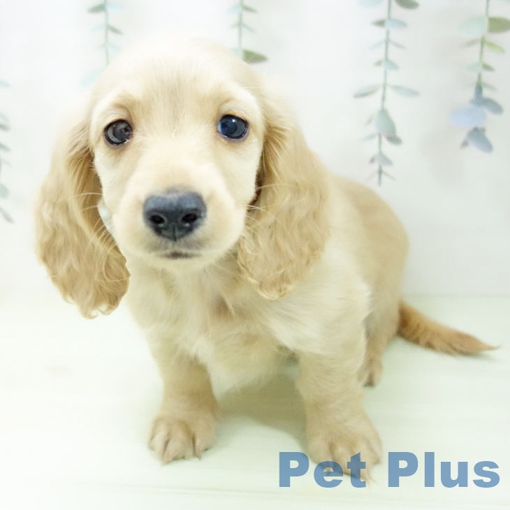 愛知県のミニチュアダックスフンド(ロング) (ペッツワン 東海店/2026年1月12日生まれ/女の子/イエロー)の子犬の2枚目の画像