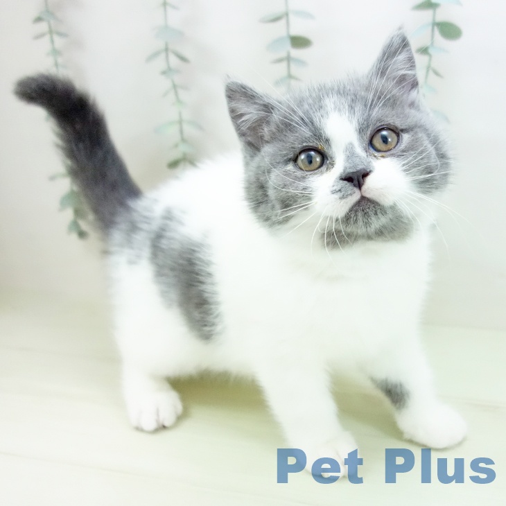 大阪府のスコティッシュフォールド (ペットプラス 鶴見店/2026年1月7日生まれ/男の子/ブルーホワイト)の子猫の1枚目の画像
