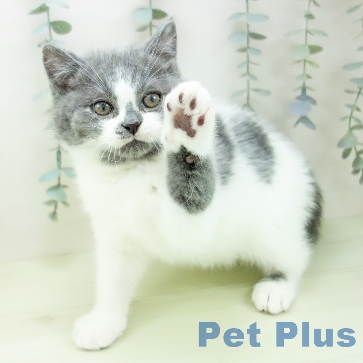 大阪府のスコティッシュフォールド (ペットプラス 鶴見店/2026年1月7日生まれ/男の子/ブルーホワイト)の子猫の2枚目の画像