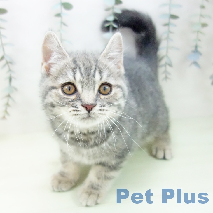 兵庫県のスコティッシュフォールド (ペットプラス 神戸三宮店/2026年1月7日生まれ/男の子/ブルータビー)の子猫の1枚目の画像