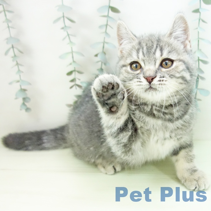 兵庫県のスコティッシュフォールド (ペットプラス 神戸三宮店/2026年1月7日生まれ/男の子/ブルータビー)の子猫の2枚目の画像