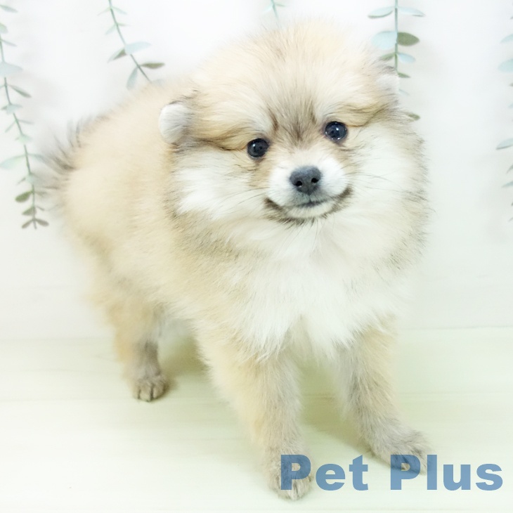 ポメラニアンの写真2